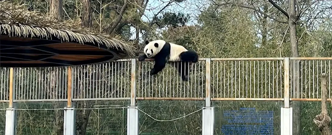 Ce panda a trouvé la parade pour s'échapper de son enclos
